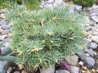 abies_concolor_eagle_point_1