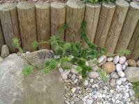larix_decidua_krejci