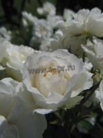 rosa_princess_of_wales