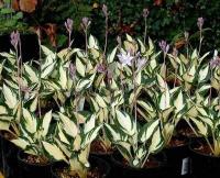 hosta_fire_and_ice_1