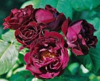 rosa_souvdu_dr_jamain_1