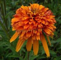 echinacea_purpurea_marmelad_1