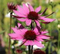 echinacea_purpurea_prairie_splendour_1