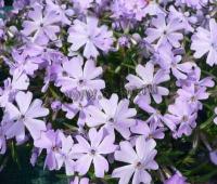 phlox_subulata_g_f_wilson_1