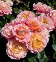 rosa_marie_curie
