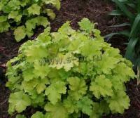 heuchera_key_lime_pie_1