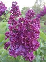 syringa_vulgaris_znamya_lenina