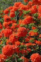 rhododendron_mandarin_lights_3