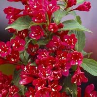 weigela_red_prince_2