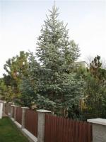 abies_concolor_argenta_1