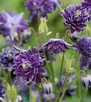 aquilegia_christa_barlow