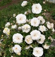 rosa_j.p.connel_h