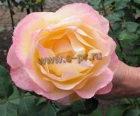 rosa_apricot_queen_elizabeth_1