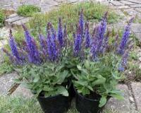 salvia_nemorosa_sensation_blue