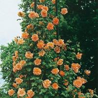 rosawesterland