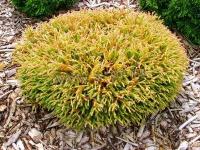 thuja_occidentalis_golden_tuffet_1
