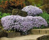 phlox_subulata_emerald_cushion_blue_1