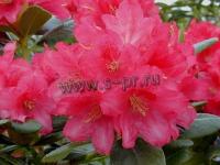 rhododendron_mauritz_1
