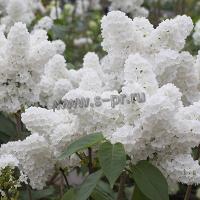 syringa_hyacinthiflora_angel_white_1