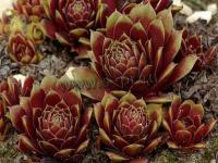 sempervivum_rubicundum