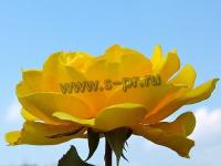 rosaduftgold