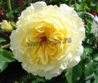 rosa_tahitian_moon