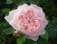 Rosa Gentle Hermione (E)