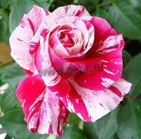 rosa_ines_sastre