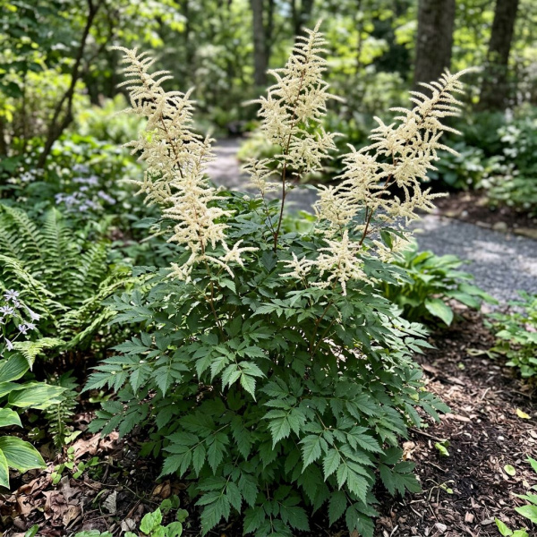 Фото Волжанка китайская Zweiweltenkind (Aruncus sinensis 'Zweiweltenkind')