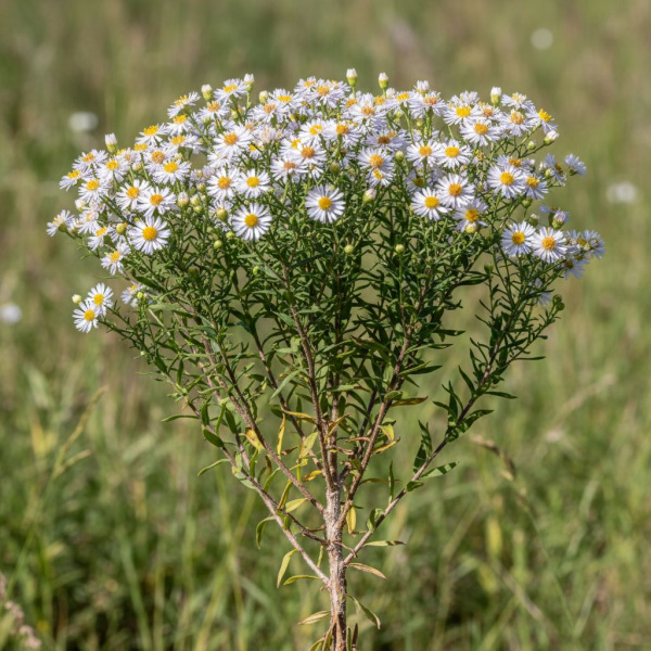 Фото Астра вересковая (Aster ericoides)