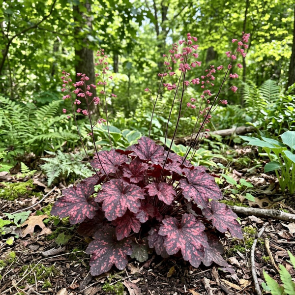 Фото Гейхера гибридная (Heuchera hybrida)