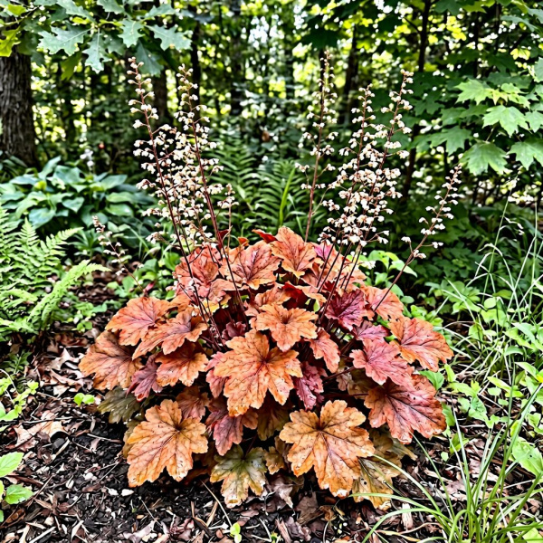 Фото Гейхера Kassandra (Heuchera Kassandra)