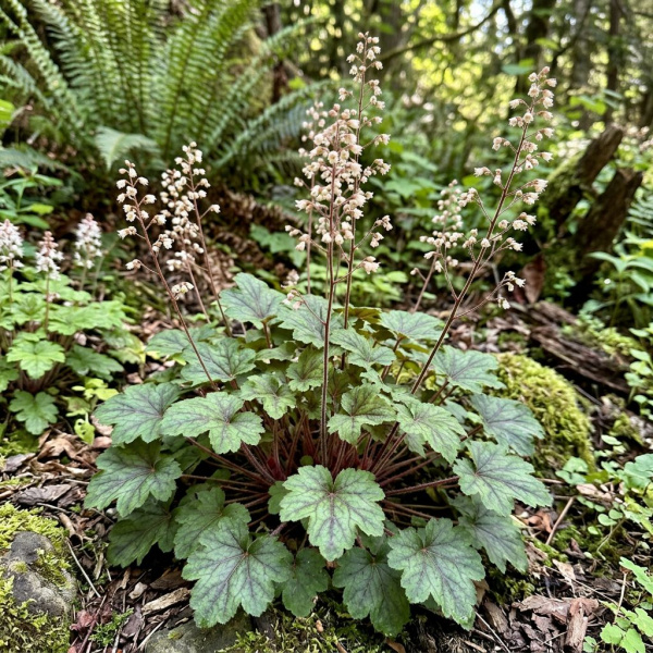 Фото Гейхера мелкоцветковая (Heuchera micrantha)