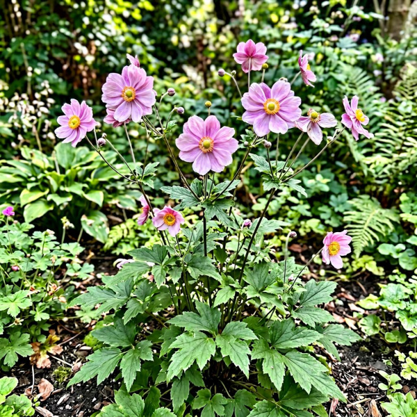 Фото Ветреница Koningin Charlotte (Anemone hupehensis 'Koningin Charlotte')