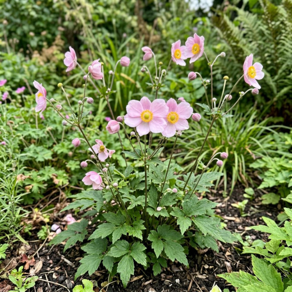 Фото Ветреница Little Summer Breeze (Anemone hybrida 'Little Summer Breeze')
