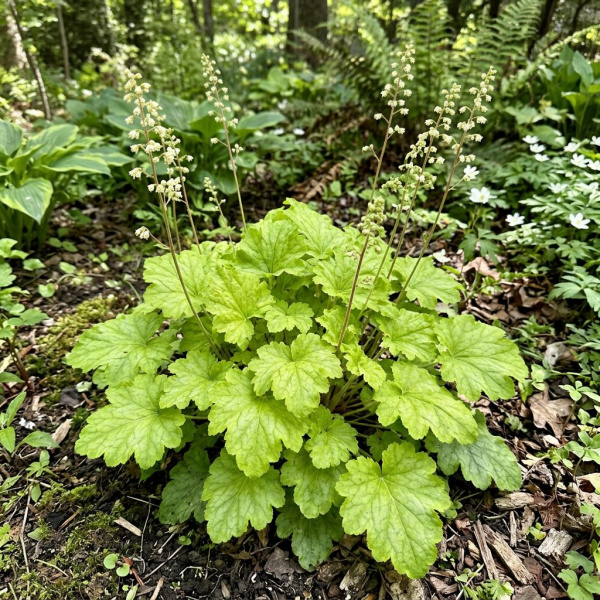 Фото Гейхера Rex Lime (Heuchera 'Rex Lime')